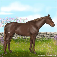 Horse Color:Liver Chestnut 