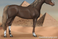 Horse Color:Liver Chestnut Sabino 