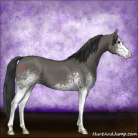 Horse Color:White Spotted Grullo