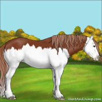 Horse Color:Chestnut Splash 