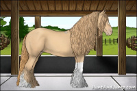 Horse Color:Gold Champagne 