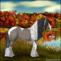 Horse Color:Grullo Splash Tobiano 