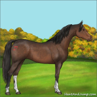 Horse Color:Liver Chestnut Tobiano 