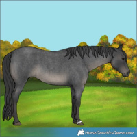 Horse Color:Blue Roan 