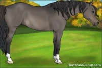 Horse Color:Brown Dun