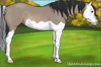 Horse Color:Brown Dun Splash