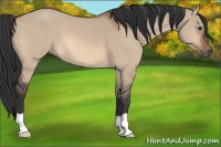 Horse Color:Brown Dun