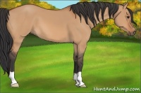 Horse Color:Bay Dun