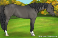 Horse Color:Grullo