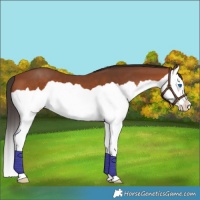 Horse Color:Bay Splash 