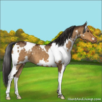 Horse Color:White Spotted Buckskin Dun 