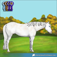 Horse Color:Silver Perlino Sabino Splash
