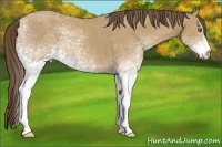 Horse Color:White Spotted Classic Cream Champagne 