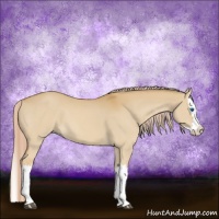 Horse Color:Palomino Dun Splash 