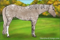 Horse Color:Silver Grullo Ice Appaloosa