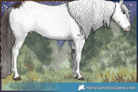 Horse Color:White Spotted Liver Chestnut Appaloosa 