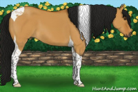 Horse Color:Gray Buckskin Dun Tobiano 