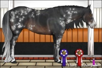 Horse Color:Brown Sabino 