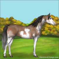 Horse Color:Bay Splash 