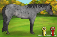 Horse Color:Blue Roan 