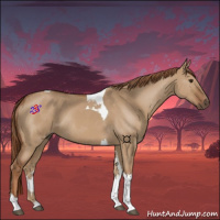 Horse Color:Red Dun Tobiano