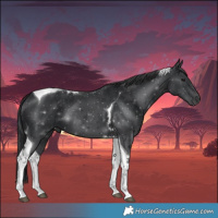 Horse Color:Black Tobiano 
