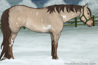 Horse Color:White Spotted Liver Red Dun 