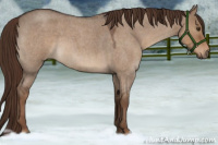 Horse Color:Liver Red Dun Roan 