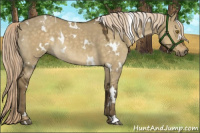 Horse Color:White Spotted Chocolate Palomino Dun 