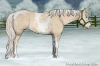 Horse Color:Cremello Tobiano