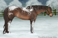 Horse Color:Liver Chestnut Tobiano Rabicano 