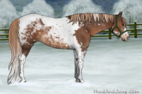 Horse Color:Liver Chestnut Tobiano 
