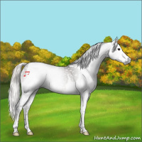 Horse Color:Gray Silver Black Splash Tobiano 
