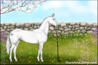 Horse Color:Gray Void Bay Tobiano Rabicano 