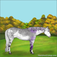 Horse Color:Silver Buckskin Chinchilla Dun Splash 