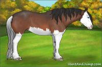 Horse Color:Brown Roan Splash 
