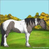 Horse Color:Grullo Tobiano
