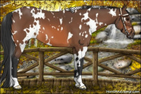 Horse Color:White Spotted Bay 