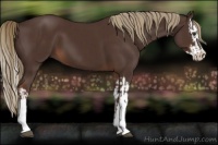 Horse Color:Liver Chestnut  and Liver Chestnut Splash 