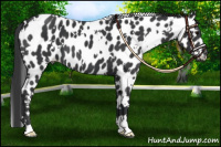 Horse Color:White Spotted Black Leopard 