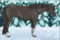 Horse Color:Smoky Black Tobiano
