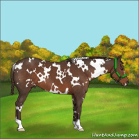 Horse Color:White Spotted Liver Chestnut