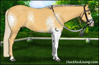 Horse Color:White Spotted Palomino