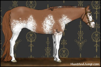 Horse Color:White Spotted Chestnut 