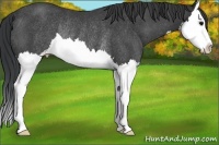 Horse Color:Black Sabino Splash Rabicano 