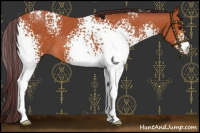 Horse Color:White Spotted Chocolate Bay 