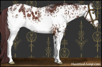 Horse Color:White Spotted Chocolate Brown Blanket 