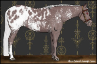 Horse Color:White Spotted Chocolate Silver Smoky Black Chinchilla Appaloosa 