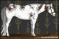 Horse Color:White Spotted Brown Splash 