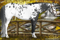 Horse Color:White Spotted Black Appaloosa Rabicano 